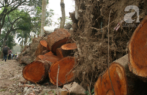 đột nhập kho chứa gỗ